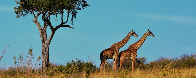 Salida Grupal: Sudfrica, Cataratas Victoria y Chobe