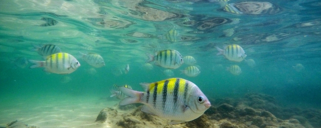 Porto de Galinhas
