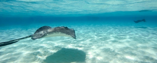 Islas Cayman y Panama