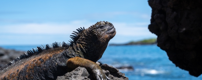 Galapagos: travesia de lava