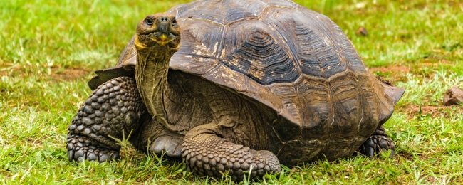 Galapagos: travesia de lava