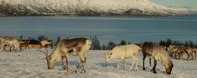 Expedicion Boreal